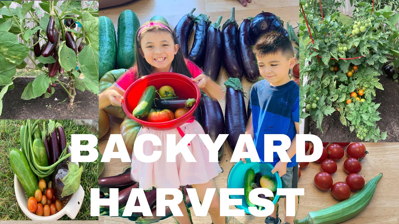 BACKYARD HARVEST COMPILATION YouTube