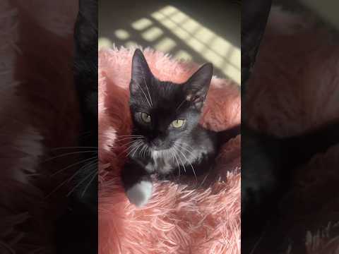 Kittens ready for adoption! #baby #cat #kitten #kitty #taylorswift #viral #trending