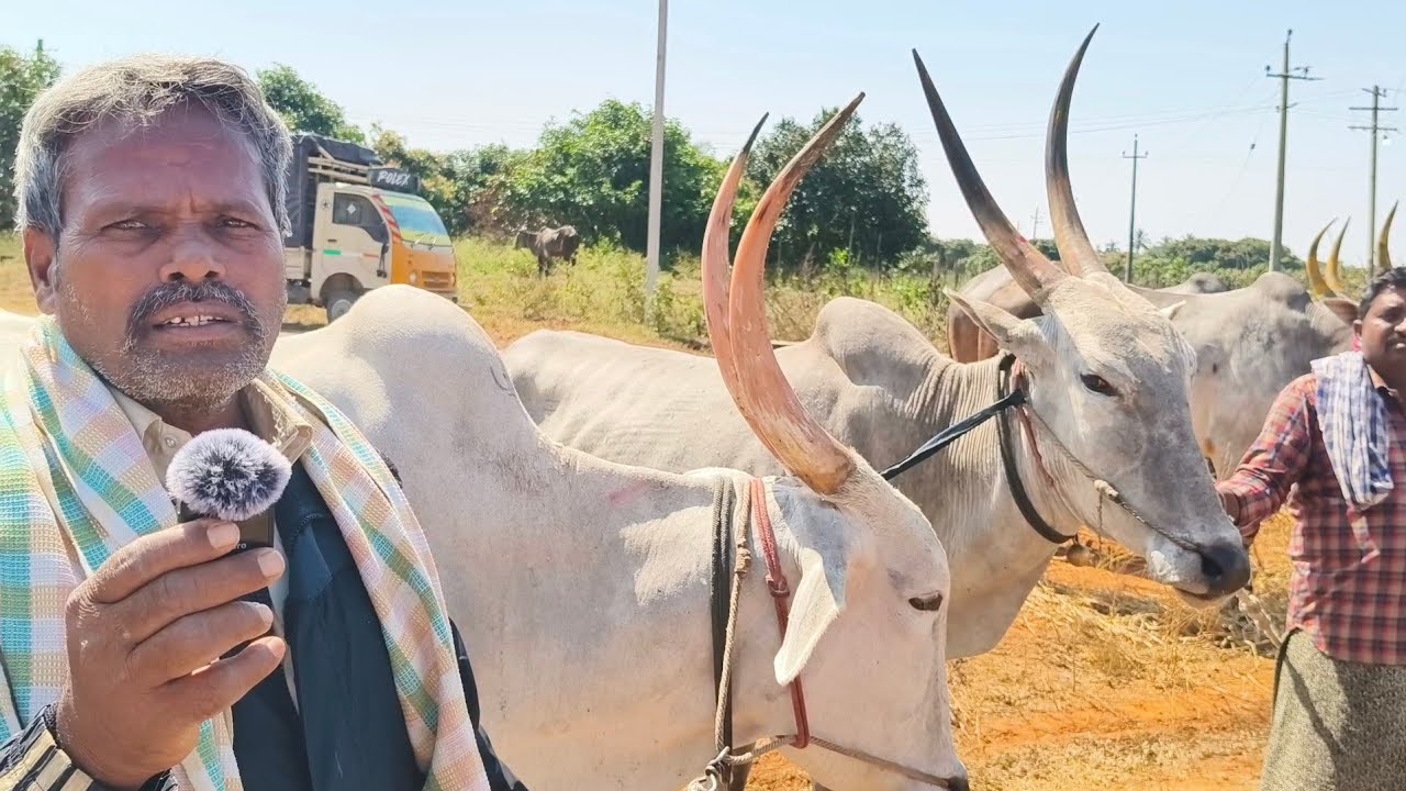 Kollagiri eddula jathara letest Oxe's price 2026