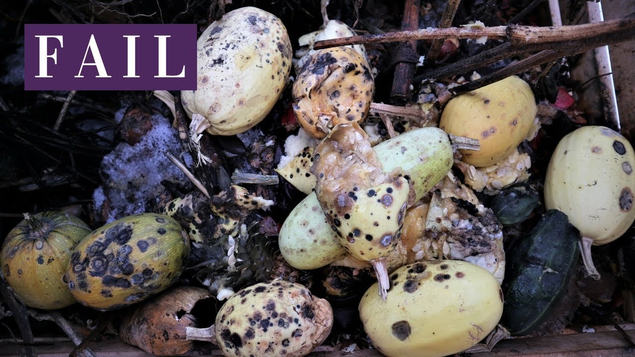 ROTTEN SQUASH storage fail, lessons learned YouTube