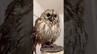 Floofster He loves a good post bath rouse #tawnyowl #owltok #owl #ow