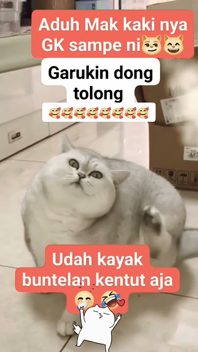 mbul si gendut lucunya itu mukanya tembem bener #kucinglucu #memes #funny #lucu #animals
