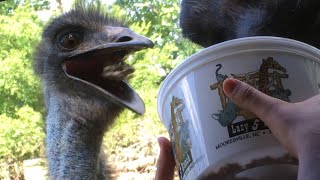Horned Animals DEMOLISH Our Entire Car! | The Lazy 5 Ranch