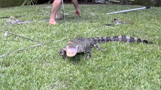 Capture of Nuisance Alligator