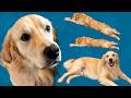 全ての素材が実在する犬で作られたゲーム【ゴールデンレトリバーと過ごす日々】