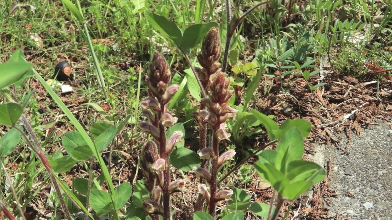 ヤセウツボ/Orobanche minor 06_220422_北野調整池