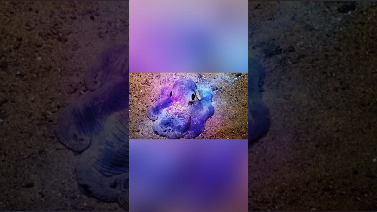 Dumbo in the ocean 😅🥰🌊🐙🐘✨