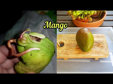 Βίντεο: Πώς να φυτρώσετε έναν σπόρο μάνγκο;
