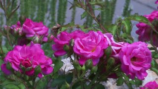 Good Samaritan Hospice to host first memorial service and butterfly release