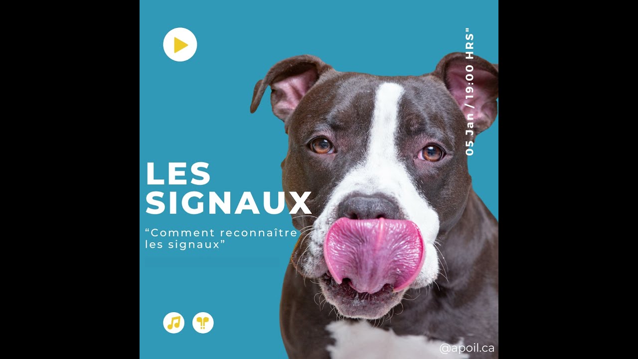 les signaux d'apaisement/de communication chez le chien