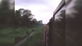 Loco Pilot saves a family of Elephants from Dashing with his Train