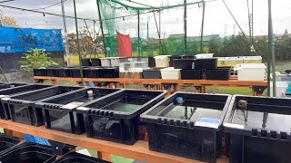 お値段付けています【メダカ】