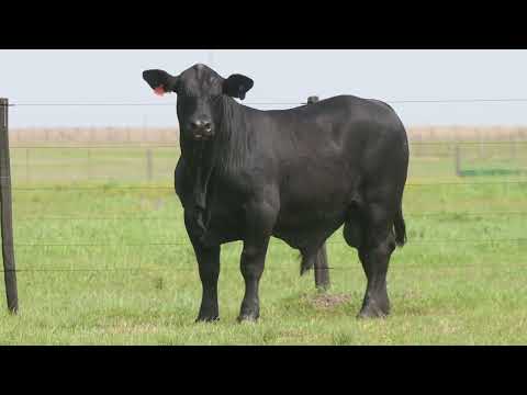 Lote 48  - 3128