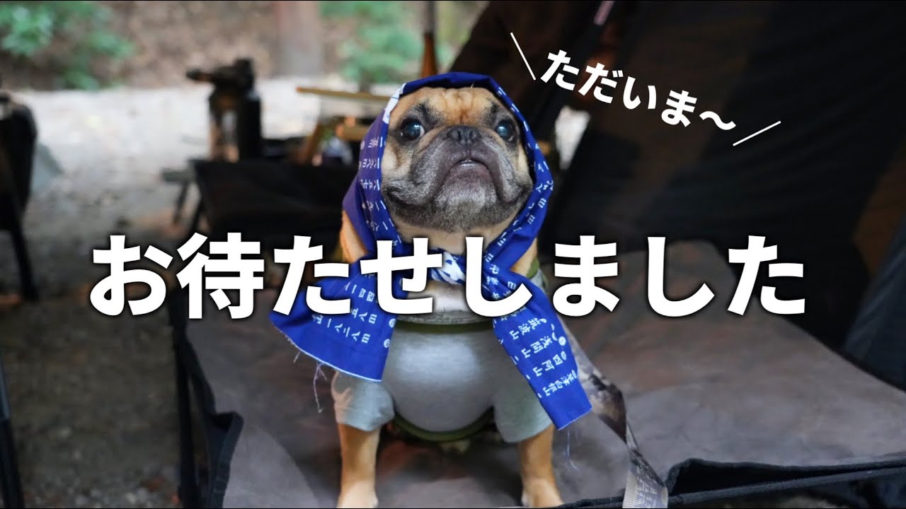 【秋キャンプ】愛犬とまったりソロキャンプ。フレブルの季節到来で本領発揮。