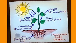Photosynthesis Drawings| How to Draw Photosynthesis process diagram | Photosynthesis Label diagram..