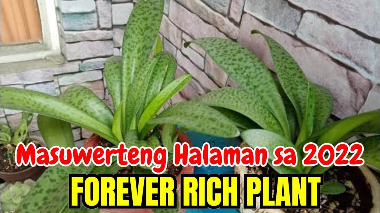 Forever Rich Plant - The Best and Lucky Plants of 2022 That Attracts Money  and Wealth