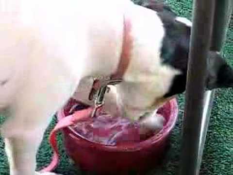 Ginger 2 - YouTube