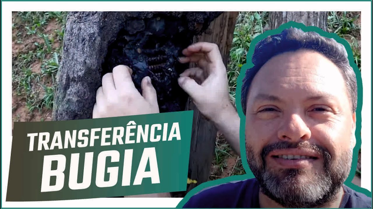 Transferência de abelha uruçú amarela (bugia) de um tronco antigo para caixa racional