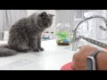 【バレバレ】飼い主のご飯を隙あらばと狙ってる愛猫がこの子です...w