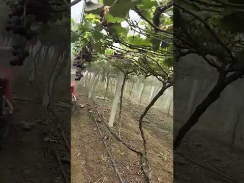 MERI ME-RCS400-A 400L Airblast Sprayer | Powerful Vineyard Spraying with Long Reach