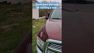 DOVES and RAMS dont mix #80smusic #shorts #ramtrucks