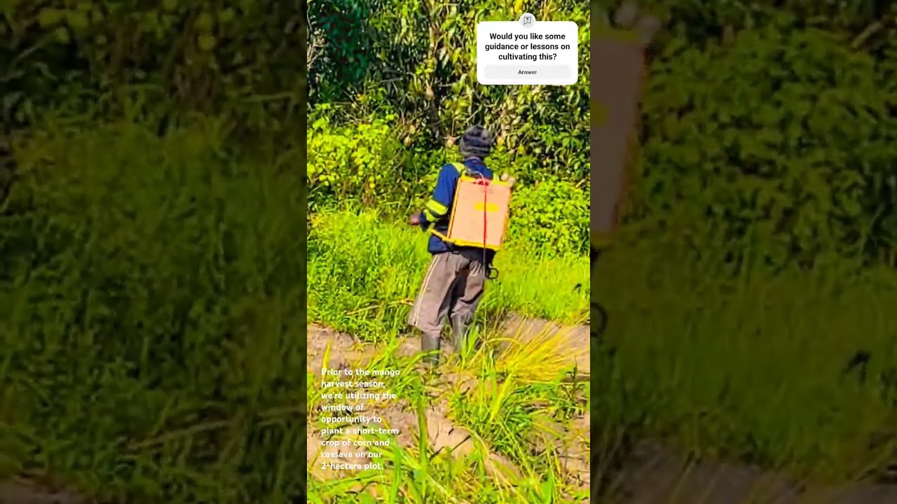 Land preparation for a short-term crop of corn 🌽 and cassava on our 2-hectare plot 
