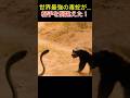 世界最強の毒蛇が…相手を間違えた!