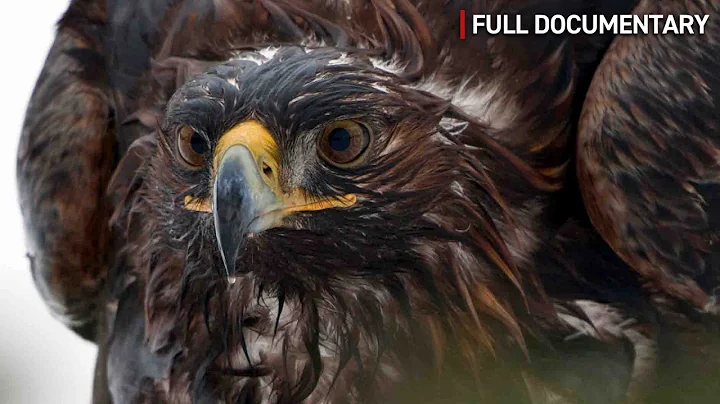 Golden Eagle: The King of the Mountains | Full Nature Documentary