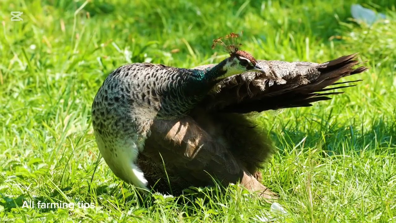 How to start peacock farming.  How to hact peacock eggs.  All farming tips 