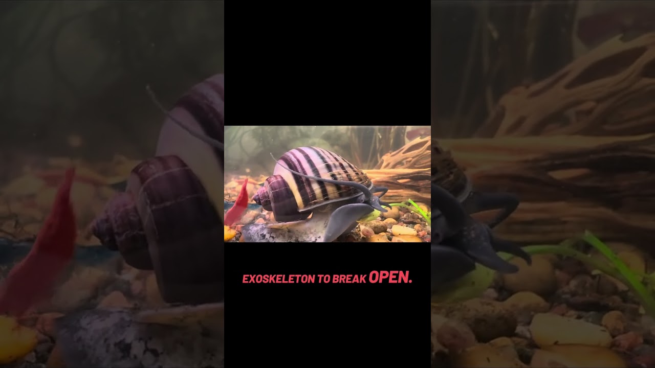 A little bit about little shrimp