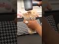 Did you see a little kitten takes its first bath in the water!! 🛁🐾