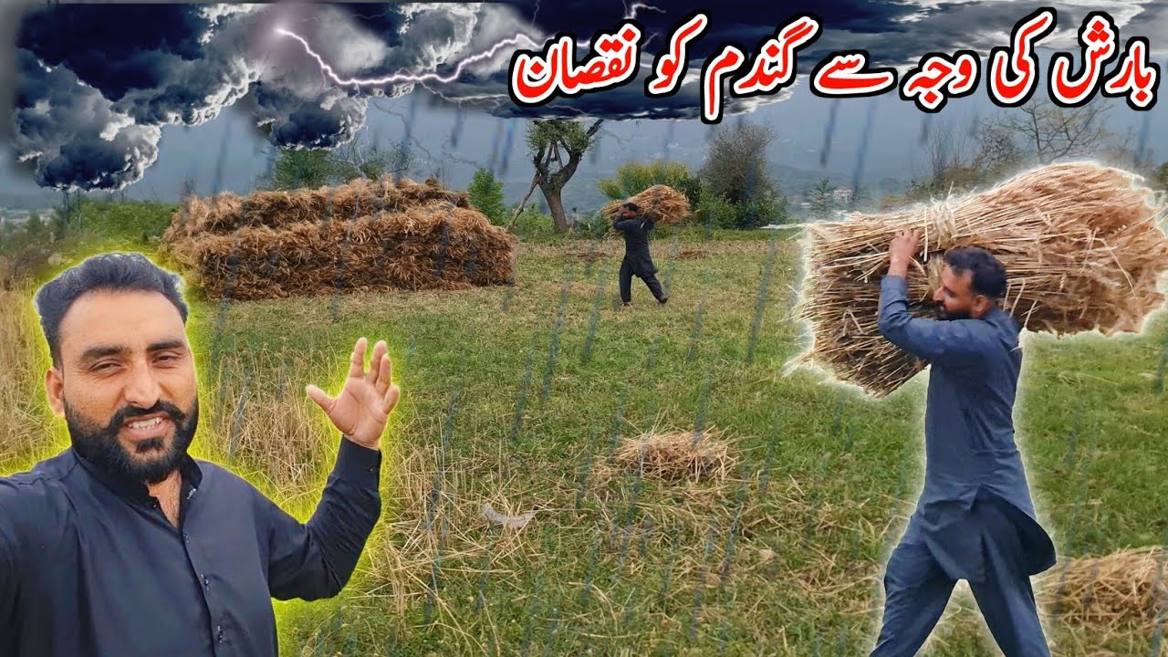 Damage To Wheat Due To Rain 🌧 😪 - YouTube