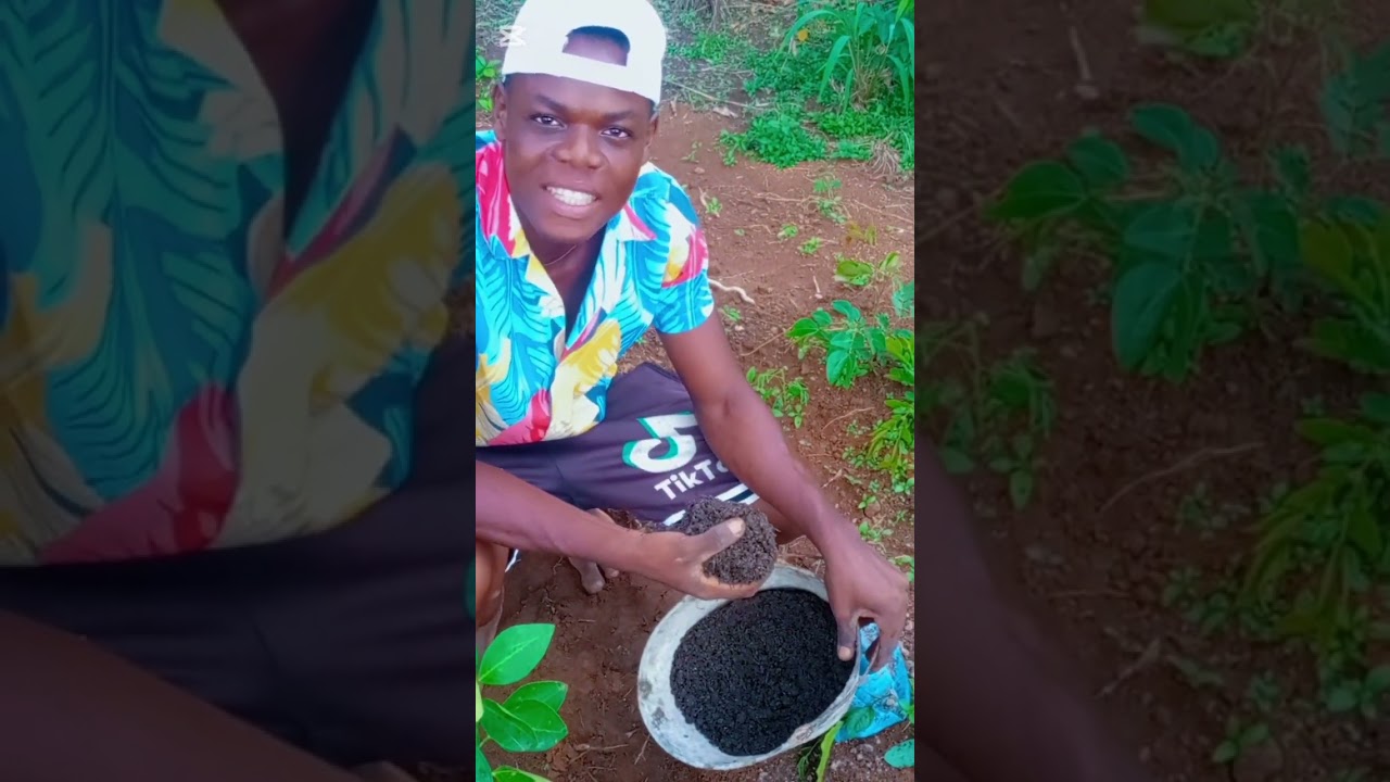 Comment planter les orangers en absence de fertilisants prêt...