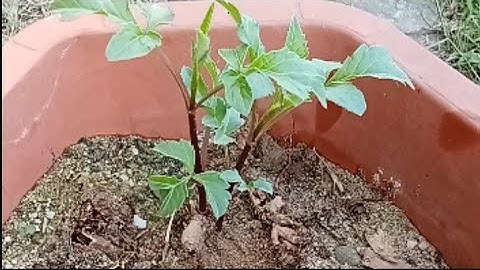 Cách Sử Lý Cây Hoa Thược Dược  Trồng Từ Củ Rời Cho Nhiều Hoa