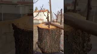 Kayisi Ağacina Aşi Yapimi