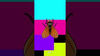 Fly Learn insects