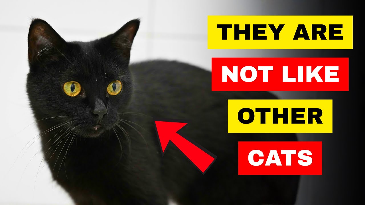 13 УНИКАЛЬНЫХ ФАКТОВ О ЧЕРНЫХ КОШКАХ!