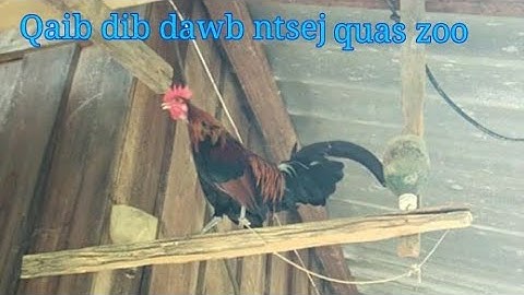 qaib dib dawb ntsej qua zoo