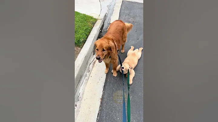 Watch the video about Funniest Cats, Dogs & Animals Compilation | Funny Pets Video | Cute & Funny Cats #Shorts