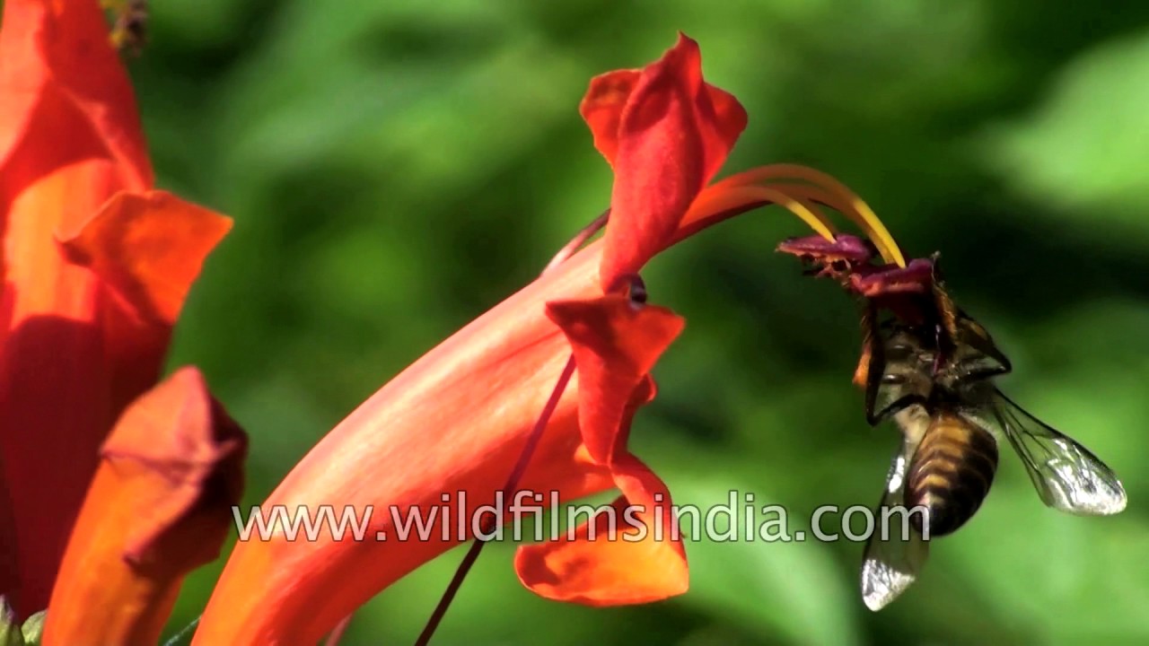 Honeybee feeds on the nectar of Tecomeria capensi or Tecoma capensi