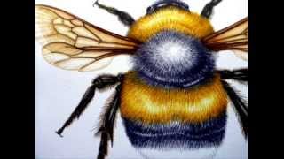 Lizzie harper Illustration White Tailed Bumble Bee