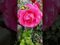 May 7 2026 