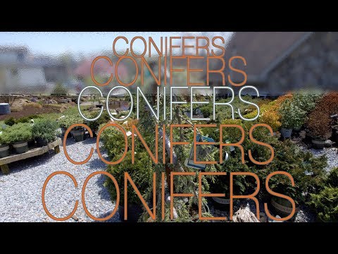 Video: Conifers Sa Disenyo Ng Landscape