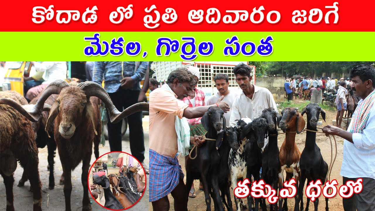 Kodada Bakra Mandi | Sheeps and Goats | Biggest Bakra available here, Prices in Kodada market