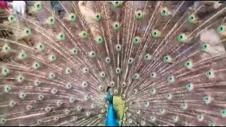 Peacock dance