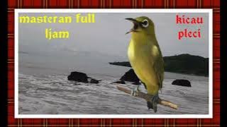 masteran pleci full 1jam