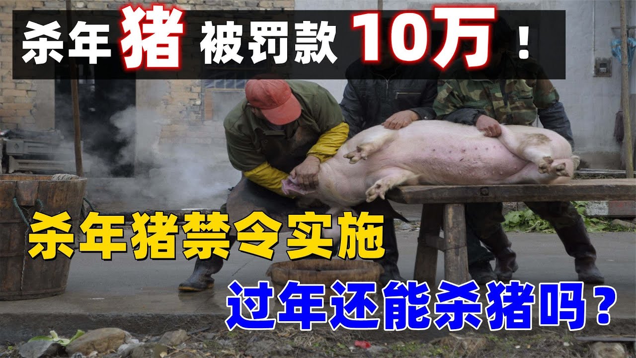 殺年豬被罰款10萬,殺年豬禁令實施,過年還能殺豬嗎? - YouTube