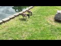 Capture de la vidéo Canadian Geese In A Local Park.