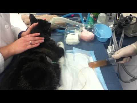 Video: Cecair Di Dada (Pleural Effusion) Pada Kucing