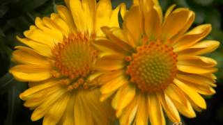 The Flowers in My Garden 2014